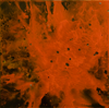 BURNING DESIRE #1 2012 // VITREOUS ENAMEL ON STEEL // 30cm x 30cm