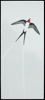 SOLITARY SWALLOW 2009 // VITREOUS ENAMEL ON STEEL // 20cm x 45cm